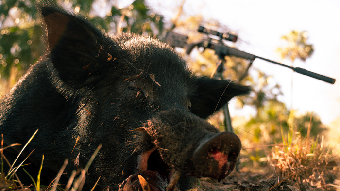 10 Huge Hogs You Have to See to Believe